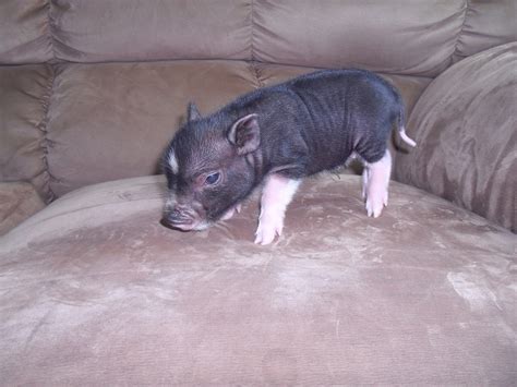 Puny Porkers Micro Mini Pigs Piglets For Sale