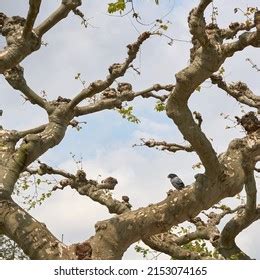 Pigeon Sits On Sycamore Trunk Naked Stock Photo Shutterstock