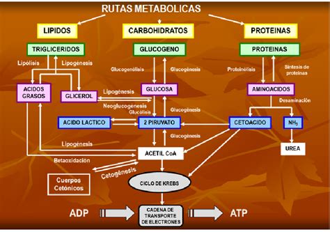 Mapa Conceptual De Las Rutas Metab Licas Celulares Baono