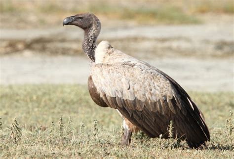 White Backed Vulture Africa Geographic