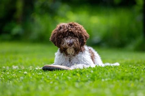 Lagotto Romagnolo Il Compagno Ideale Per Tartufi Famiglie