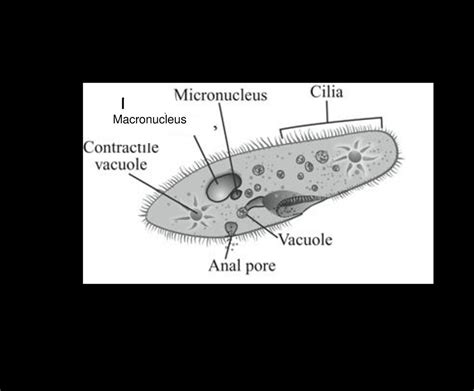 Paramecium Labeled Diagram : Paramecium Images Browse 1 673 Stock Photos Vectors And Video Adobe ...