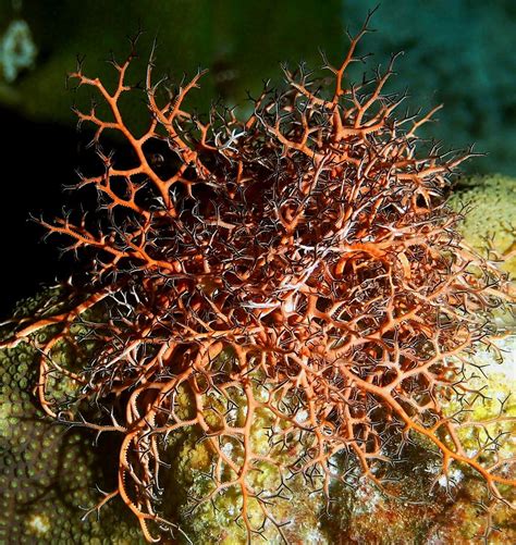 Orange Giant Basket Sea Star Photograph by Amy McDaniel | Fine Art America