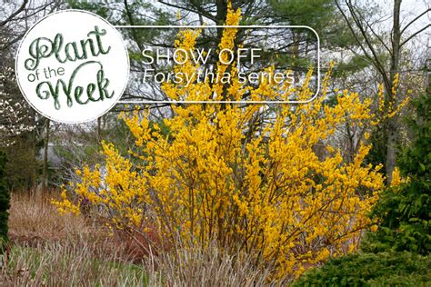 Proven Winners® Colorchoice® Plant Of The Week Plant Of The Week