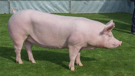 Taking Stock Pig Interbreed Results From Balmoral Show Farmers Weekly