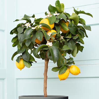 dwarf citrus tree Archives - Yarden