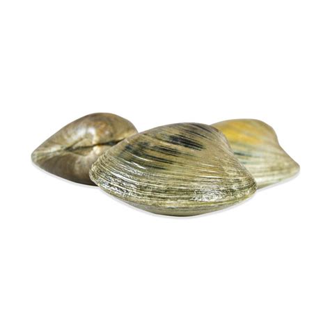 Live Quahog (Hard Shell) Clams for Sale | Marx Foods