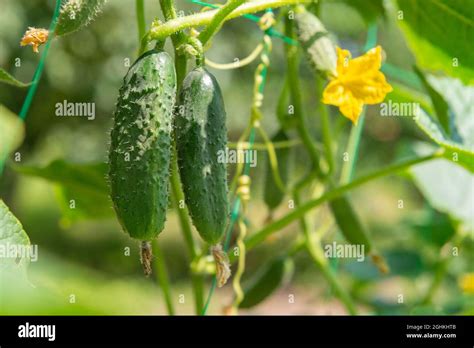 Planta joven de pepino con hojas y flores creciendo en el jardín