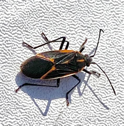 Are Box Elder Bugs Temporary Pests Rove Pest Control