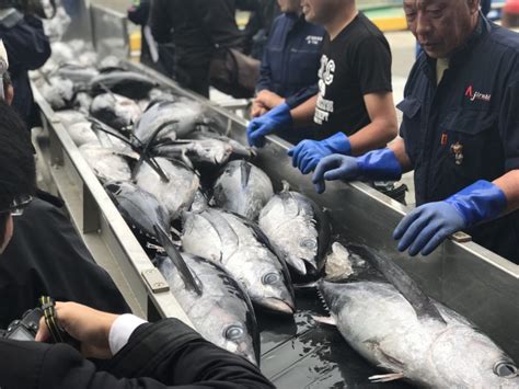 小名浜港に今年初のカツオ水揚げ 今年も小名浜のカツオはうまい 海と日本project In ふくしま