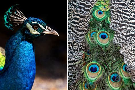 California Has A Peacock Problem Audubon