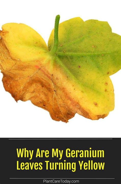 Understanding The Causes Of Yellow Geranium Leaves