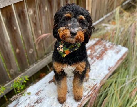 20 Goldendoodle Colors And Coat Patterns Explained With Pictures