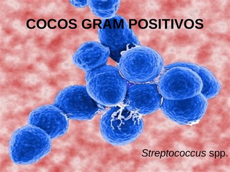 Streptococcus E Neisseria Aula Sobre Os Principais Cocos Gram