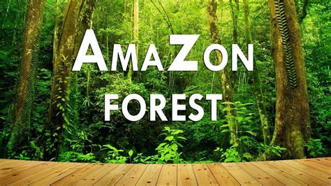 World Largest Forest Amzon Biggest Forest In The World Amazon Loop