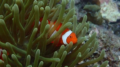 Clown Fish In Anemone Coral Reef Of Indonesia Nemo Stock Image Image