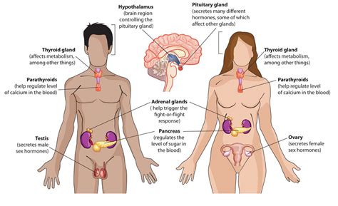 Diagram Endocrine System Glands The Function Of The Endocrin