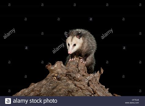 The opossum fotografías e imágenes de alta resolución Alamy