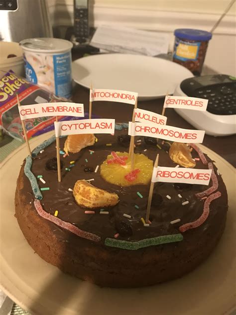 Mitochondria In A Animal Cell Project