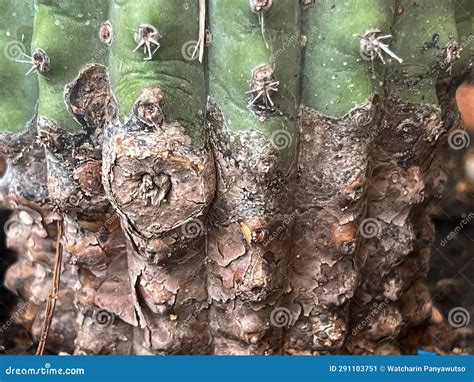 Cactus Disease Plant Rusts And Rot Problem Stock Image Image Of Scale