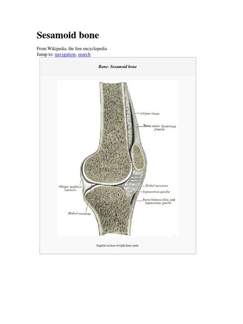 Sesamoid Bone Musculoskeletal System Limbs Anatomy