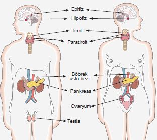 Endokrin Bezleri Ve Bu Bezlerin Salg Lad Klar Hormonlar Biyoloji Konu