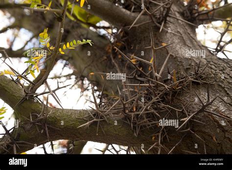 Extremadamente Largas Espinas En El Tronco Del Rbol De Algarroba De