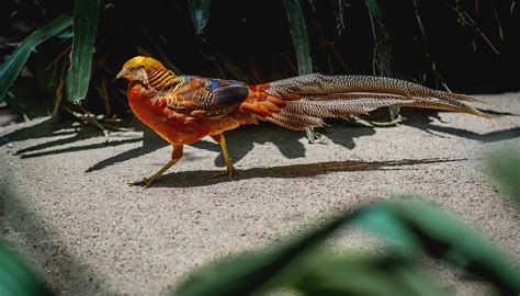 Eksplorasi Fakta Unik Mengenai Pheasant Cina Di Bird Park Royal Safari