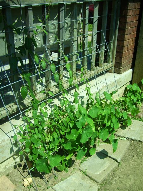 Nasturtiums And Morning Glory