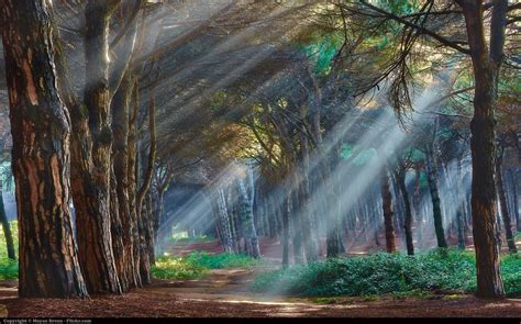 Online crop | crepuscular rays passing through trees painting, nature, sunlight, trees HD ...