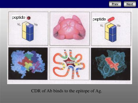 Ppt Antibodies Powerpoint Presentation Free Download Id 4568059