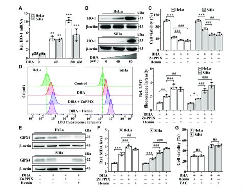 Ho Against Dha Induced Ferroptosis In Cervical Cancer Cells A The