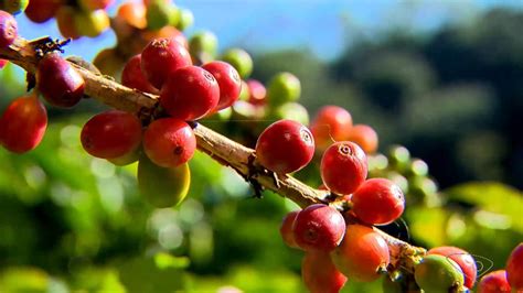 Previsão de chuva faz preço do café robusta voltar a cair em outubro e