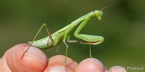 Mante Religieuse Mantis Religiosa Dangereuse Pour Lhomme