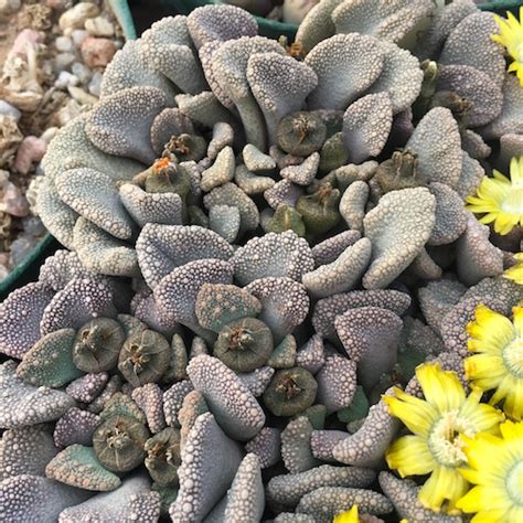 Titanopsis Calcarea 1870 09 Mesa Garden