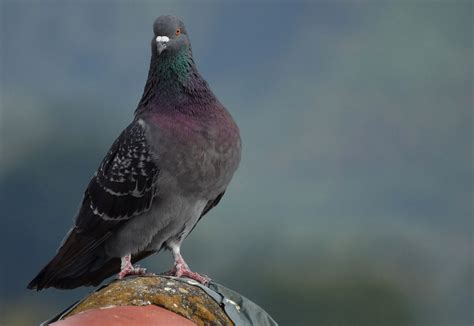 Brown Bird Perching on Tree Branch · Free Stock Photo