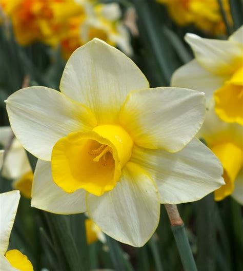 Narcissus Golden Echo Van Engelen Wholesale Flower Bulbs