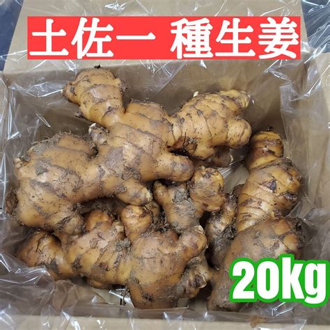 種生姜 大生姜 土佐一20kg メルカリshops