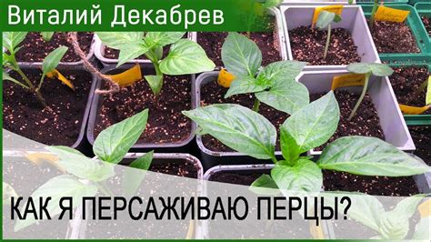 Как я пересаживаю перцы? - YouTube