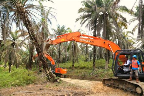 Foto Dongkrak Produktivitas Sawit Rakyat Kementan Gencarkan Peremajaan