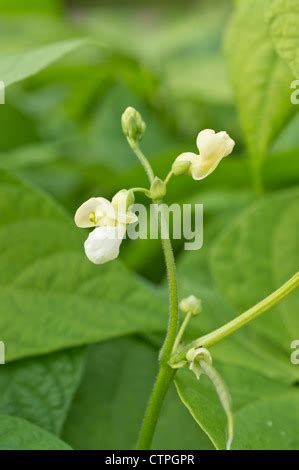 Common Beans Phaseolus Vulgaris Fabaceae Germination In Cotton