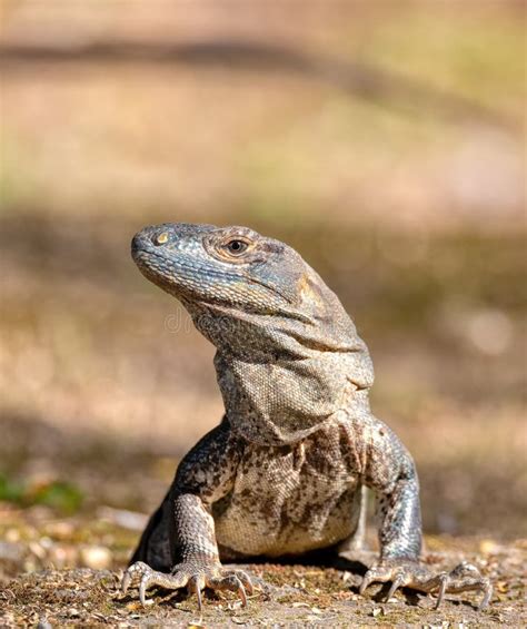 Black Spiny Tailed Iguana Ctenosaura Similis National Park Carara