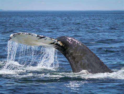 Tour Companies That Offer Whale Watching On Pei Canada