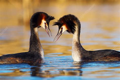 Great Crested Grebe Pair In Courtship Display Stock Image C0425894