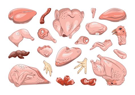 Set Of Chicken Parts In Realistic Style 9641240 Vector Art At Vecteezy