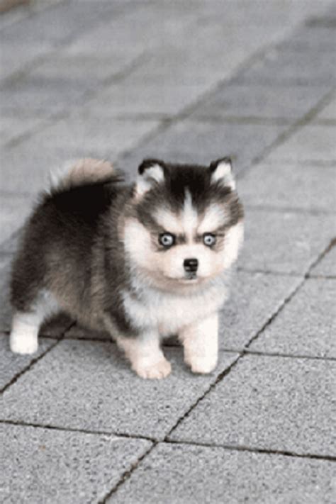 Pomsky Puppy Breeders Near Me - Pets Lovers