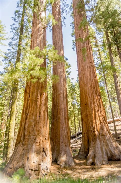 Premium Photo Giant Sequoias In Yosemite National Park Usa