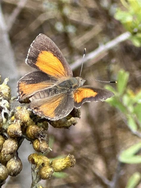 Eltham Copper Butterfly From Castlemaine Botanical Gardens Castlemaine