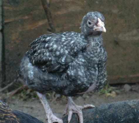 Cuckoo Colors Backyard Chickens Learn How To Raise Chickens