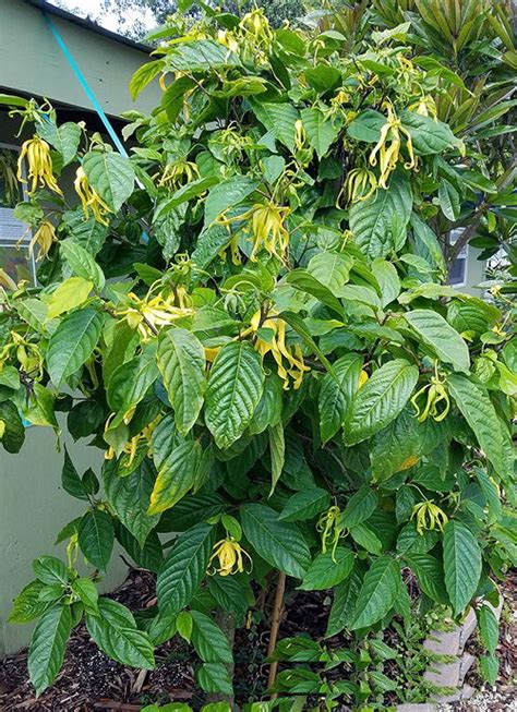 How to Grow Ylang-Ylang | Complete Growing Guide